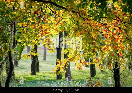 Leuchtend farbige Blätter an den Ästen im Herbstwald. Stockfoto