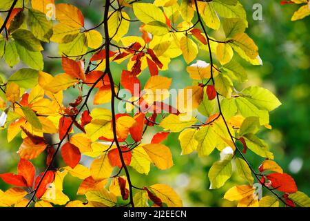 Leuchtend farbige Blätter an den Ästen im Herbstwald. Stockfoto