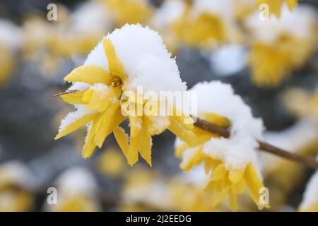 Wernigerode, Deutschland. 01. April 2022. Schneebedeckt sind die Blüten eines Forsythia-Busches. Bis in die Tiefebene gibt es Schnee in der Region. Weitere Schneeschauer werden in den kommenden Tagen erwartet. Quelle: Matthias Bein/dpa - ACHTUNG: Das Nummernschild wurde aus Datenschutzgründen verpixelt./dpa/Alamy Live News Stockfoto