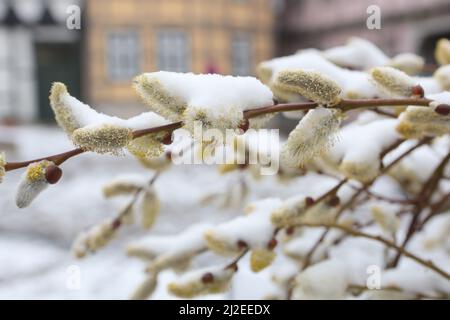 Wernigerode, Deutschland. 01. April 2022. Schneebedeckt sind die Blüten einer Weide. Bis in die Tiefebene gibt es Schnee in der Region. Weitere Schneeschauer werden in den kommenden Tagen erwartet. Quelle: Matthias Bein/dpa - ACHTUNG: Das Nummernschild wurde aus Datenschutzgründen verpixelt./dpa/Alamy Live News Stockfoto