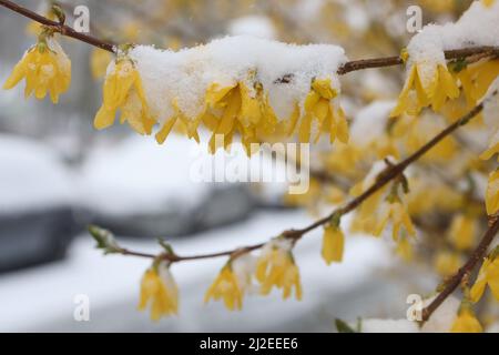 Wernigerode, Deutschland. 01. April 2022. Schneebedeckt sind die Blüten eines Forsythia-Busches. Bis in die Tiefebene gibt es Schnee in der Region. Weitere Schneeschauer werden in den kommenden Tagen erwartet. Quelle: Matthias Bein/dpa - ACHTUNG: Das Nummernschild wurde aus Datenschutzgründen verpixelt./dpa/Alamy Live News Stockfoto