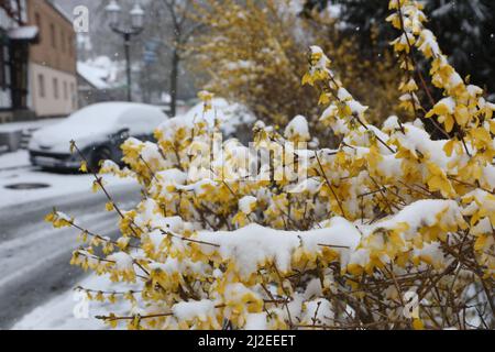 Wernigerode, Deutschland. 01. April 2022. Schneebedeckt sind die Blüten eines Forsythia-Busches. Bis in die Tiefebene gibt es Schnee in der Region. Weitere Schneeschauer werden in den kommenden Tagen erwartet. Quelle: Matthias Bein/dpa - ACHTUNG: Das Nummernschild wurde aus Datenschutzgründen verpixelt./dpa/Alamy Live News Stockfoto