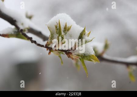 Wernigerode, Deutschland. 01. April 2022. Schneebedeckt sind die frischen Triebe eines Baumes. Bis in die Tiefebene gibt es Schnee in der Region. Weitere Schneeschauer werden in den kommenden Tagen erwartet. Quelle: Matthias Bein/dpa - ACHTUNG: Das Nummernschild wurde aus Datenschutzgründen verpixelt./dpa/Alamy Live News Stockfoto