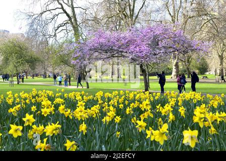 London, England, Großbritannien. Frühlingsblumen und Baumblüten im St James's Park, 17.. März 2022 Stockfoto
