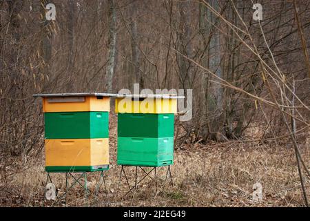 Zwei bunte Bienenstöcke stehen in einem Wald, Frühlingstag Stockfoto