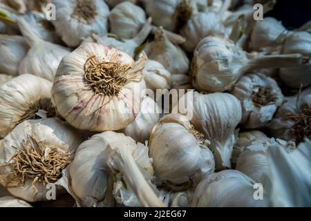 Eine Nahaufnahme von rohem Knoblauch mit Abdeckung. Knoblauch ist eine bauchige Blütenpflanze der Gattung Allium. Zu seinen nahen Verwandten gehören die Zwiebel, Stockfoto