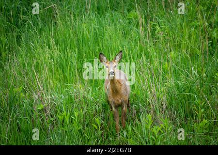 Schöne junge Rehe stehen in grünem dichtem Gras, Frühlingstag Stockfoto