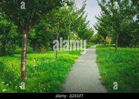 Avenue im grünen Park mit Bäumen entlang des Pfades gepflanzt, Chelm, Polen Stockfoto