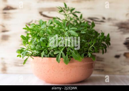 Hauspflanze Kalanchoe laciniata in braunem Tontopf auf weißem Holzregal gegen schäbige Wand Stockfoto