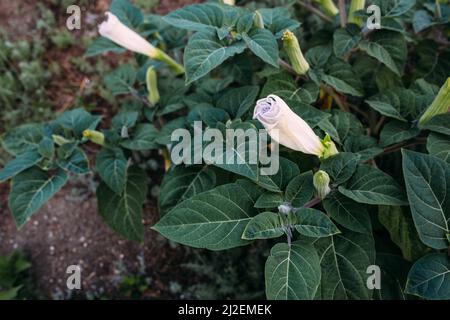 Jimsonweed Datura stramonium. Genannt Teufelsschnauze, Höllenglocken, Teufelskraut Stockfoto