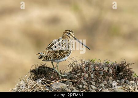 Snipe mittlerer Größe, skulking wating Vogel mit kurzen Beinen und langen geraden Schlingen auf der Halbinsel Bulandsnes. Ein Paradies für Vogelbeobachter in Djupivogur, Island. Das Vogelschutzgebiet Búlandsnes ist bei Vogelfreunden auf der ganzen Welt bekannt. Stockfoto