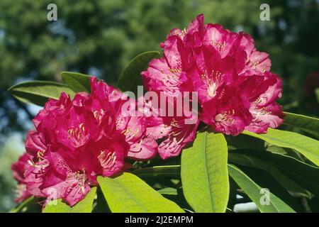 Blüten und Blätter von Baum Rhododendron, Rhododendron arboreum, Ericaceae Stockfoto