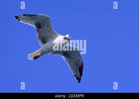 Exemplar der Gelbbeinmöwe im Flug, Larus michahellis michahellis; Laridae Stockfoto
