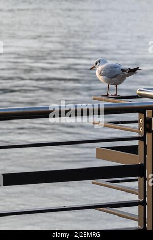 Eine Möwe, die auf einem Handlauf am Wasser steht, mit verschwommenem Wasser im Hintergrund Stockfoto