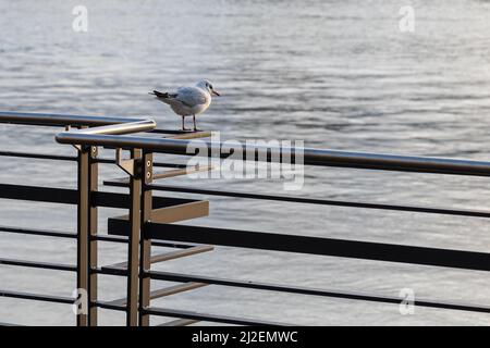 Eine Möwe, die auf einem Handlauf am Wasser steht, mit verschwommenem Wasser im Hintergrund Stockfoto