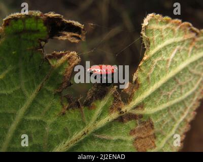 Nahaufnahme von Gasteracantha cancriformis (Spinybacked Orbweaver) auf einem Blatt Stockfoto