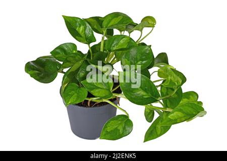 Zweifarbige tropische 'Epipremnum Global Green'-Zimmerpflanze im Blumentopf auf weißem Hintergrund Stockfoto