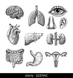 Menschliche Körper Organe gravierte Illustrationen Set. Handgezeichnete Skizze der inneren Organe, des Gehirns, der Lunge, der Nase, des Ohrs, Herz, Leber, Nieren, Magen und Blad Stock Vektor