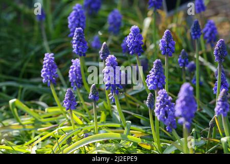 Traubenhyazinthe (Muscari armeniacum), blau-violette Spitzen, im Frühlingssonne mit grünen Blättern. Makro-Nahaufnahme Lilienfamilie (Liliaceae). Dublin, Irland Stockfoto