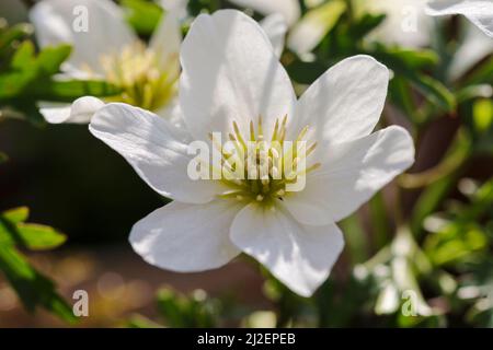 Clematis × cartmanii 'Joe', Makro-Nahaufnahme einer isolierten weißen Blume, in Frühlingssonne. Dublin, Irland Stockfoto