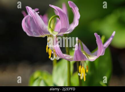 Zarte rosa Blüten, Erythronium revolutum x californicum, Familie Liliaceae, Makro-Nahaufnahme, blüht im Frühling. Dublin, Irland Stockfoto