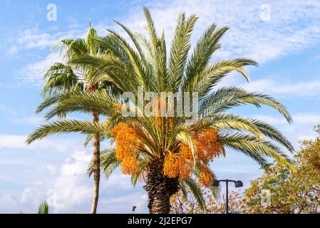 Pindo Gelee Palme oder Butia capitata gelbe Früchte hängen von einem Baum. Stockfoto