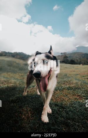Eine vertikale Aufnahme eines verspielten sibirischen Huskys mit der Zunge in einem Feld Stockfoto