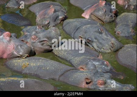 Dicht gepackte Masse von Hippopotamus (Hippopotamus amphibius) in einem schlammigen Pool in einem Fluss, Serengeti Nationalpark, Tansania. Stockfoto