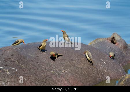 Rotschnabel-Oxpecker (Buphagus erythorhynchus)-Gruppe, die Parasiten des Hippopotamus (Hippopotamus amphibius), Serengeti-Nationalpark, Tansania, frisst. Stockfoto