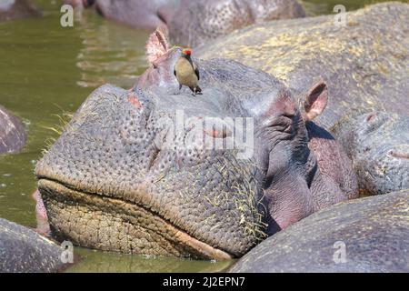 Rotschnabel-Oxpecker (Buphagus erythorhynchus), der Parasiten des Hippopotamus (Hippopotamus amphibius), Serengeti-Nationalpark, Tansania, frisst. Stockfoto