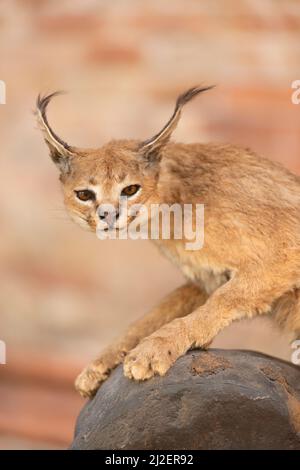 Italien, Lombardei, Crema, Festa Dell' Albero-Kundgebung, Exposition Taxidermy Gestopft Caracal Lynx Beschlagnahmte Waren, Illegaler Handel Stockfoto