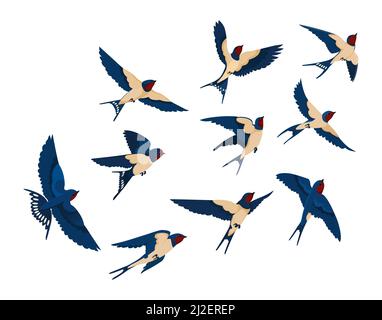 Fliegender Vogel verschiedene Ansicht Sammlung Set. Schwalben auf weißem Hintergrund isoliert. Vektorgrafik für Natur, Tierwelt, Tier, Ornithologie Stock Vektor