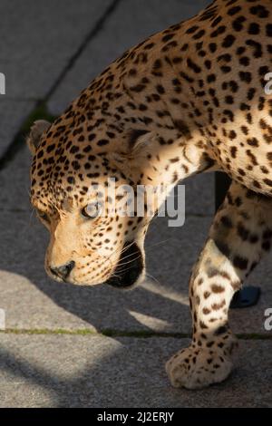 Italien, Lombardei, Crema, Festa Dell' Albero-Manifestation, Exposition Taxidermy Gestopfter Leopard Panthera Pardus Beschlagnahmte Waren, Illegaler Handel Stockfoto