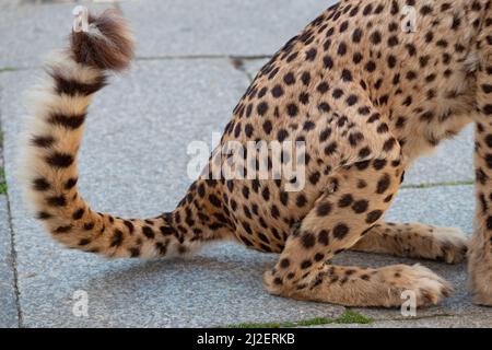 Italien, Lombardei, Crema, Festa Dell' Albero-Kundgebung, Exposition Taxidermy Gestopfter Geparde Acinonyx Jubatus Beschlagnahmte Waren, Illegaler Handel Stockfoto