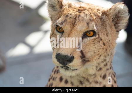 Italien, Lombardei, Crema, Festa Dell' Albero-Kundgebung, Exposition Taxidermy Gestopfter Geparde Acinonyx Jubatus Beschlagnahmte Waren, Illegaler Handel Stockfoto