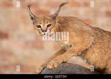 Italien, Lombardei, Crema, Festa Dell' Albero-Kundgebung, Exposition Taxidermy Gestopft Caracal Lynx Beschlagnahmte Waren, Illegaler Handel Stockfoto