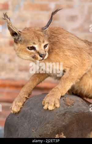 Italien, Lombardei, Crema, Festa Dell' Albero-Kundgebung, Exposition Taxidermy Gestopft Caracal Lynx Beschlagnahmte Waren, Illegaler Handel Stockfoto