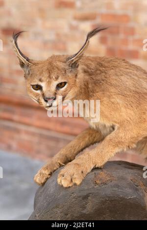 Italien, Lombardei, Crema, Festa Dell' Albero-Kundgebung, Exposition Taxidermy Gestopft Caracal Lynx Beschlagnahmte Waren, Illegaler Handel Stockfoto