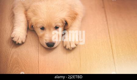 Es war ein Ruff-Tag. Aufnahme eines entzückenden goldenen Retriever-Welpen, der auf einem Holzboden liegt. Stockfoto