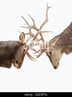 Zwei Bullenelche mit großen Geweihen, die isoliert auf weißem Hintergrund im Schnee Kanadas kämpfen Stockfoto