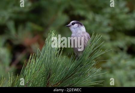 Grey Jay oder Canada Jay Perisoreus canadensis thront im Herbst auf einer Zweigstelle im Algonquin Provincial Park, Kanada Stockfoto