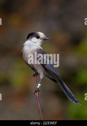 Grey Jay oder Canada Jay Perisoreus canadensis thront im Herbst auf einer Zweigstelle im Algonquin Provincial Park, Kanada Stockfoto