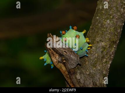 Hyalophora cecropia Raupe an einem Ast tief im Wald in Kanada Stockfoto