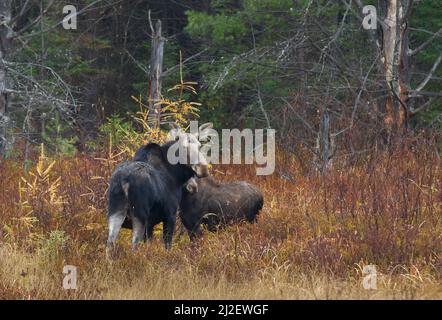 Im Herbst stehen Elche und Kalb Alces auf einem Feld im Algonquin Park, Kanada Stockfoto