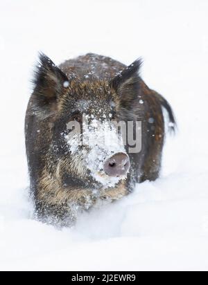Wildschwein isoliert auf weißem Hintergrund steht im Winterschnee in Kanada Stockfoto