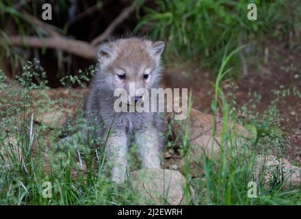 Ein einsamer arktischer Wolf Canis lupus arctos Pup, der im Sommer in Kanada auf einer felsigen Klippe steht Stockfoto