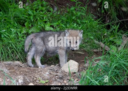 Ein einsamer arktischer Wolf Canis lupus arctos Pup, der im Sommer in Kanada auf einer felsigen Klippe steht Stockfoto