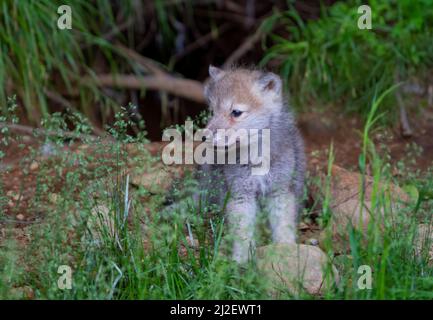 Ein einsamer arktischer Wolf Canis lupus arctos Pup, der im Sommer in Kanada auf einer felsigen Klippe steht Stockfoto