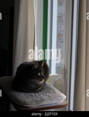 Eine vertikale Aufnahme einer niedlichen schwarzen Katze, die herausschaut Das Fenster Stockfoto