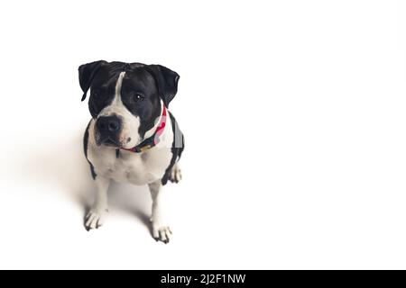 Großer, starker schwarz-weißer Hund in einem roten Kragen auf weißem Hintergrund. Draufsicht Studioaufnahme. Hochwertige Fotos Stockfoto